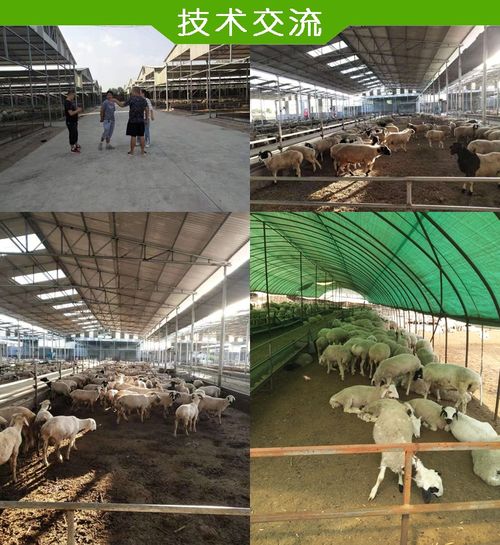 【羔羊飼料促生長羔羊飼料小羊長骨架飼料】-
