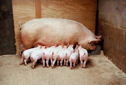 豬價大跌2元 公斤 8月飼料產量大漲5.0 ,揭示豬價三大變數
